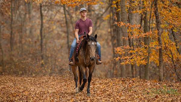 all-around-gelding