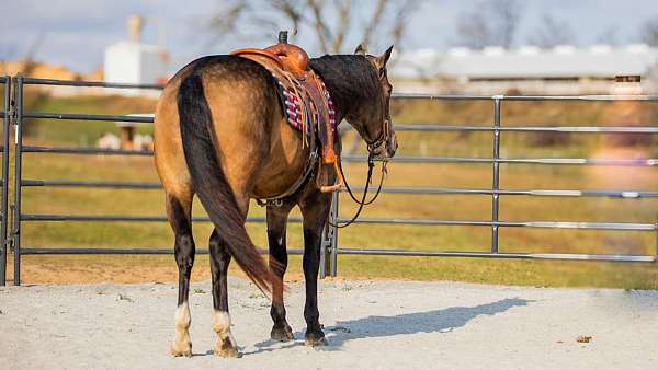 athletic-gelding