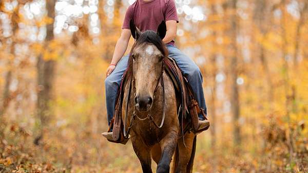 trail-gelding