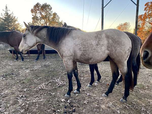 black-buckskin-homozygous-homozygous-black-horse