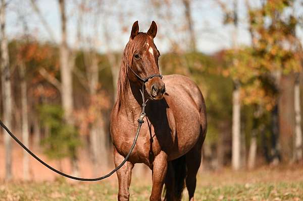 broodmare-peptoboonsmal-quarter-horse