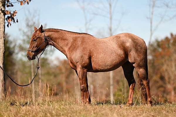 broodmare-peptoboonsmal-mare