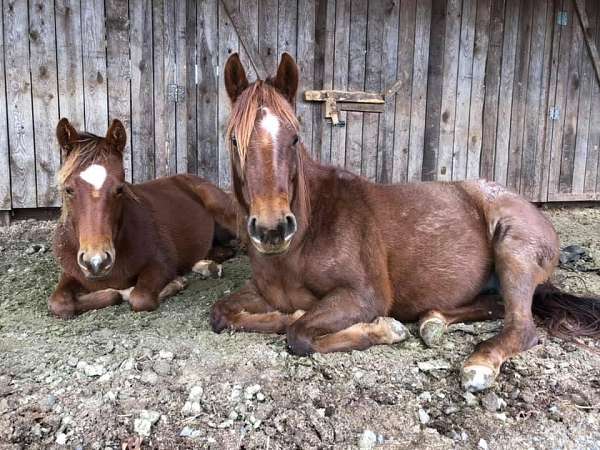 red-roan-quarter-horse-mare