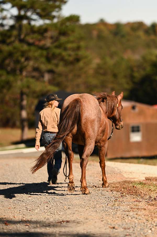 breeding-mare