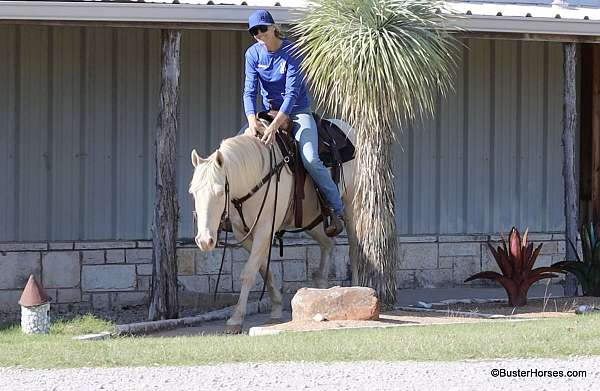 family-horse-quarter