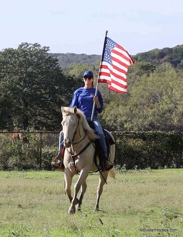 trail-quarter-horse