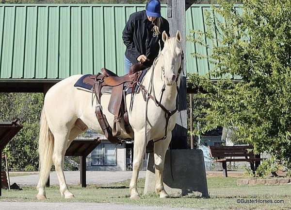 all-around-quarter-horse