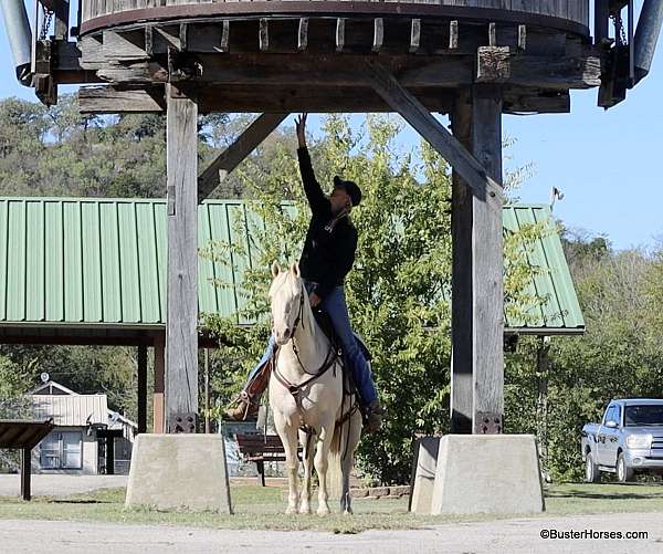 beginner-quarter-horse