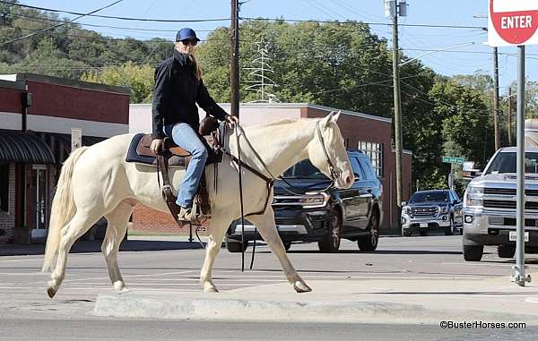 kid-safe-quarter-horse