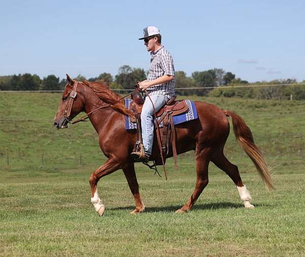 ranch-work-quarter-horse