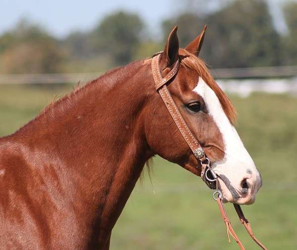 beginner-safe-quarter-horse