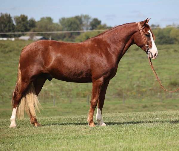 family-horse-quarter