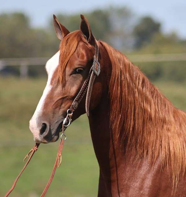 trail-quarter-horse