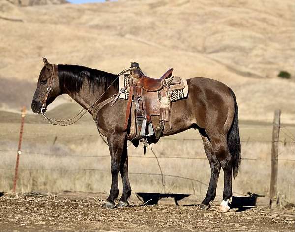 grulla-sock-horse