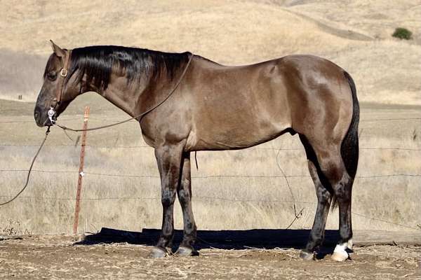 ranch-work-quarter-horse