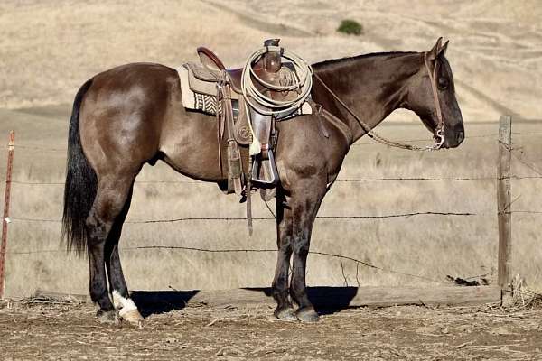 beginner-safe-quarter-horse