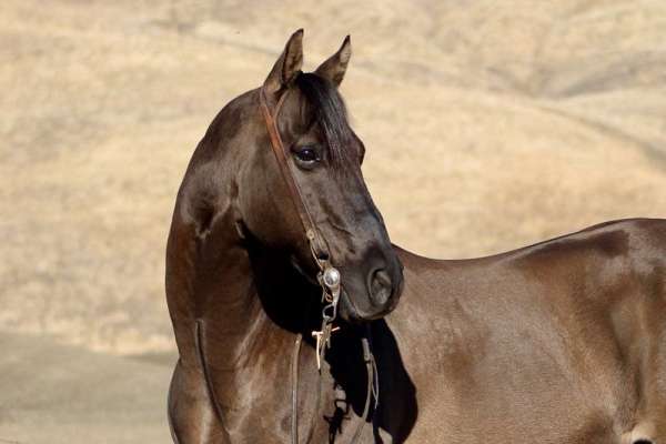 family-horse-quarter