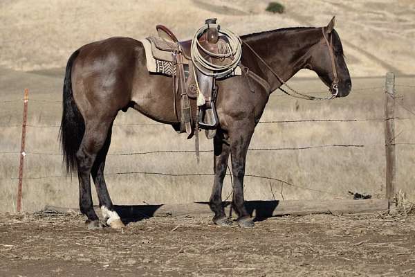 trail-quarter-horse