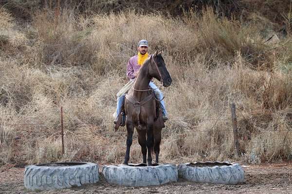 beginner-quarter-horse