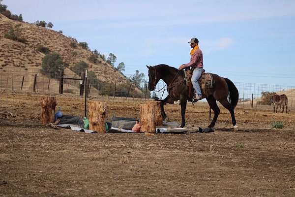 flashy-quarter-horse