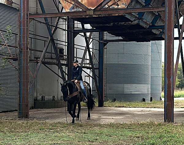 grulla-sock-horse