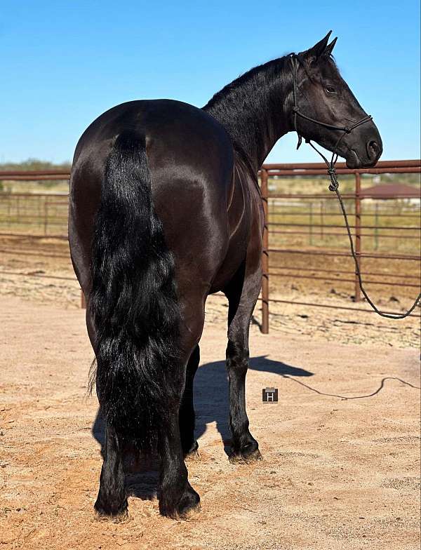 ranch-work-quarter-horse