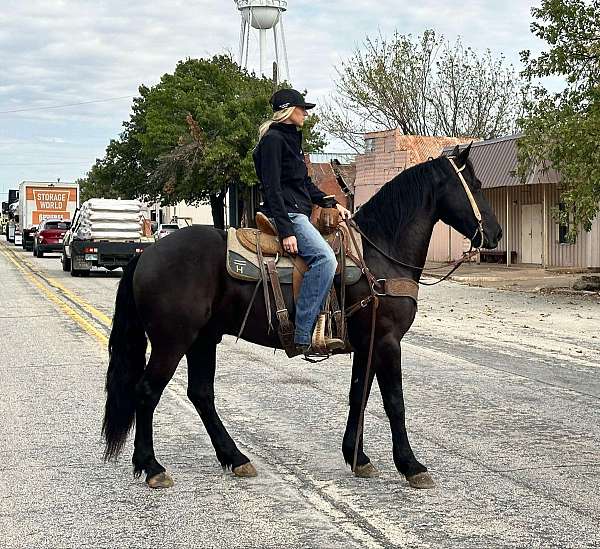 all-around-quarter-horse