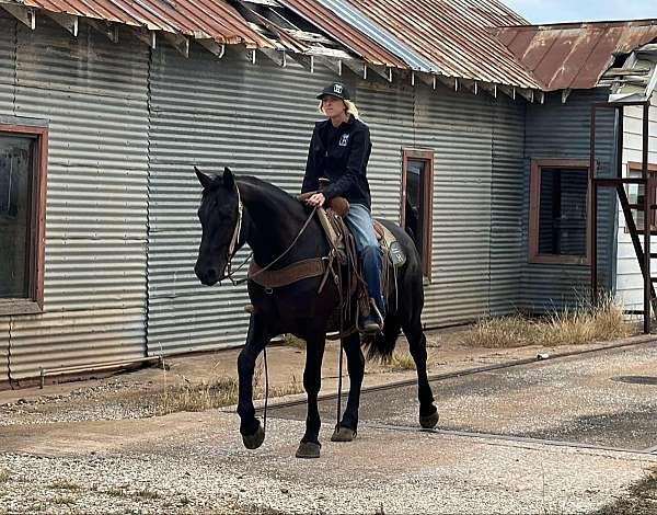 athletic-quarter-horse