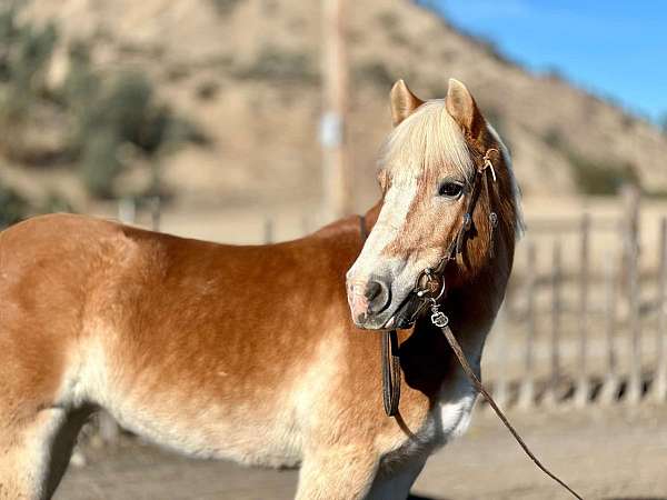 chestnut-none-pony