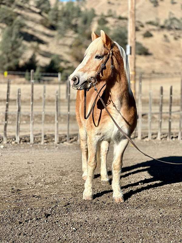 halflinger-haflinger-pony