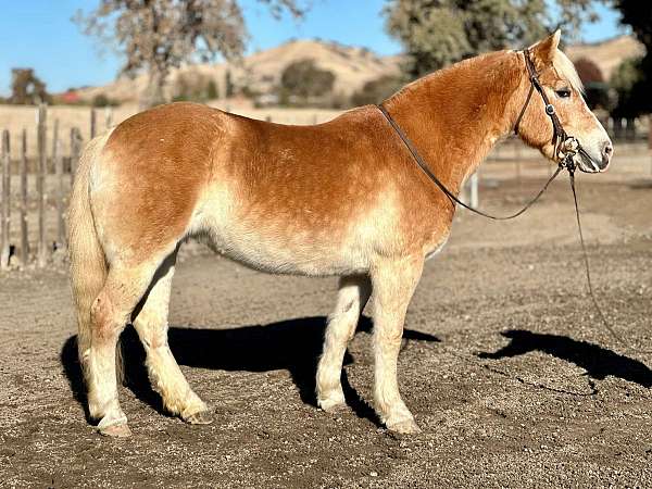 ranch-haflinger-pony