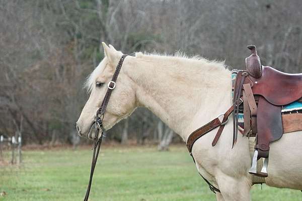 halflinger-haflinger-pony