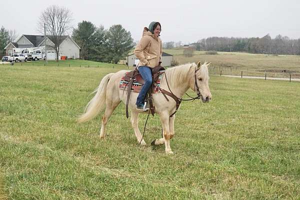 anything-haflinger-pony