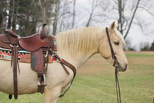 around-haflinger-pony