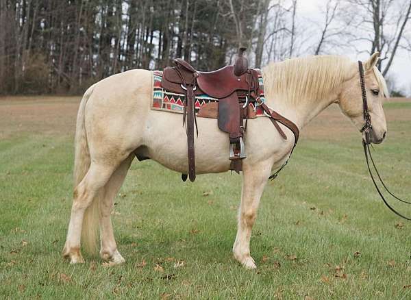 ranch-haflinger-pony