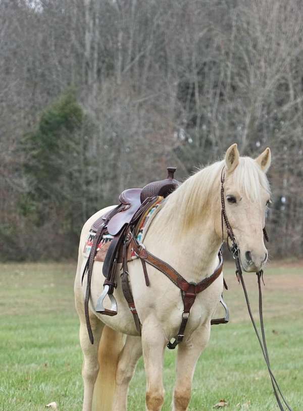 auction-haflinger-pony