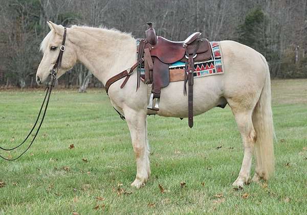 bid-haflinger-pony