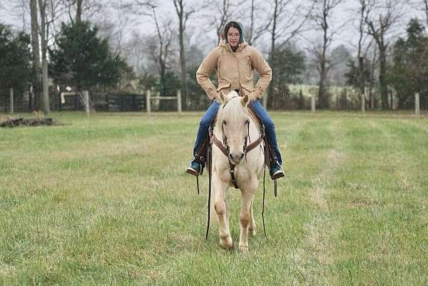 bite-haflinger-pony