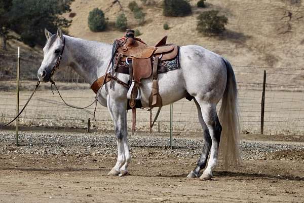 quarter-horse