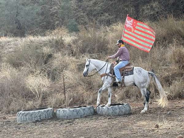 ranch-work-quarter-horse