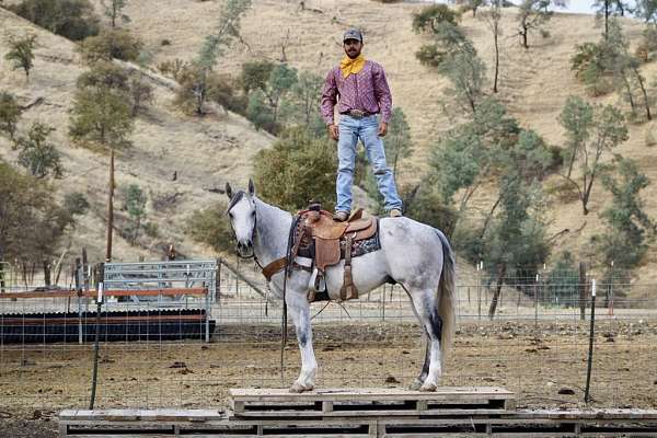 athletic-quarter-horse