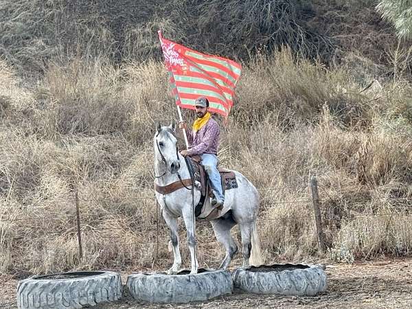 beginner-safe-quarter-horse