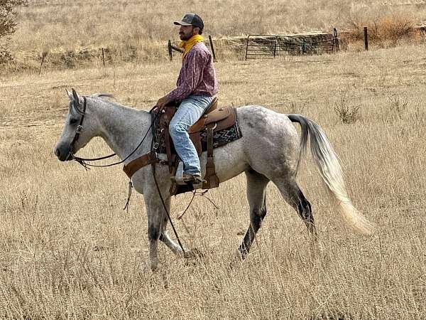 family-horse-quarter