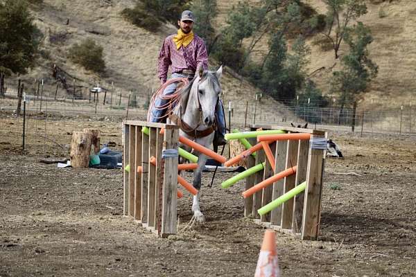 trail-quarter-horse