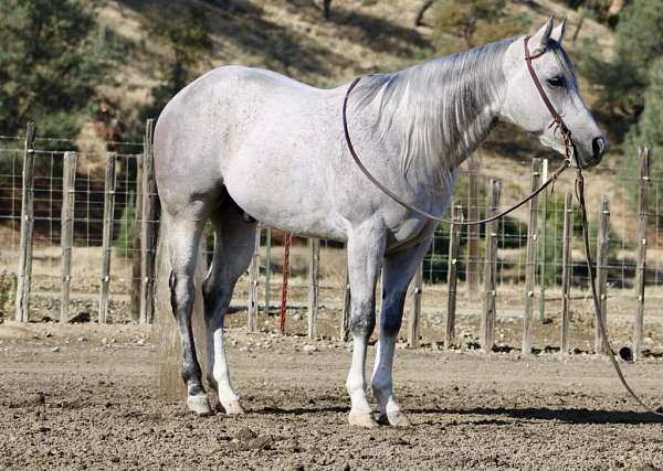 beginner-quarter-horse