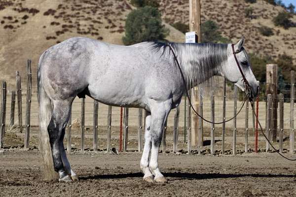 husband-safe-quarter-horse