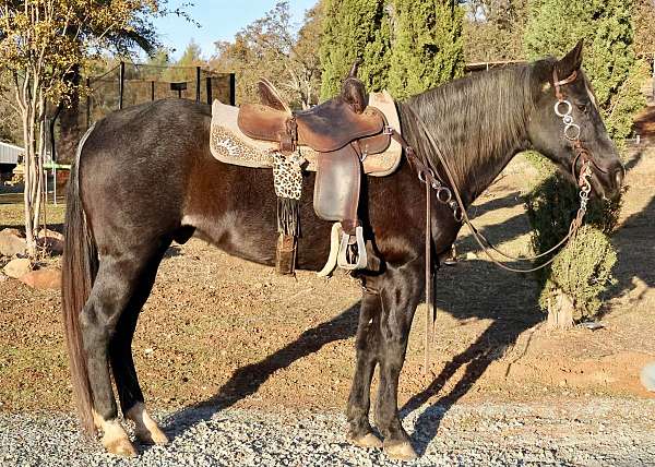 bay-roan-rear-socks-horse