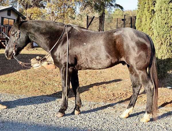 ranch-work-quarter-horse