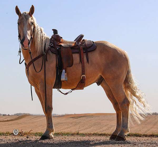 ranch-work-quarter-horse