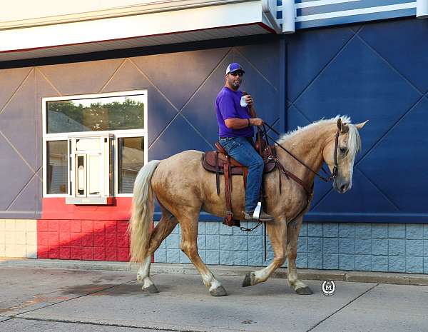 no-buck-bolt-quarter-horse